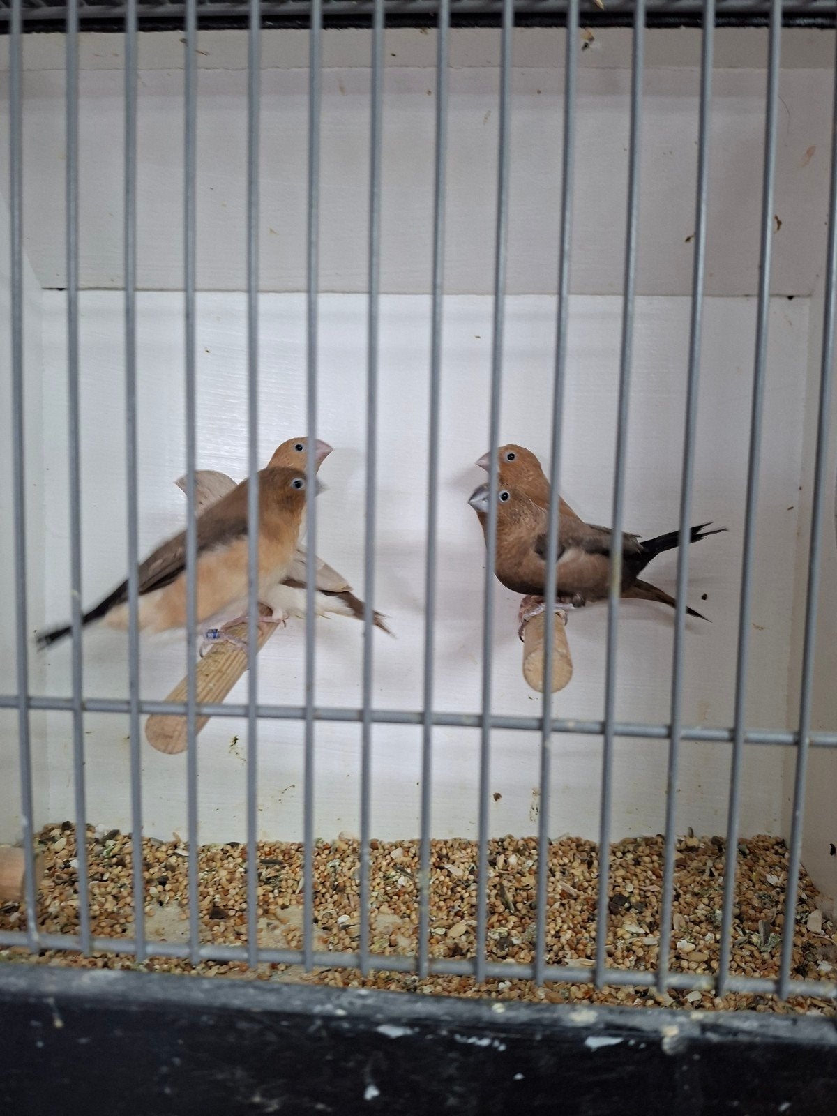 Te koop diverse vogels, Meerdere dieren