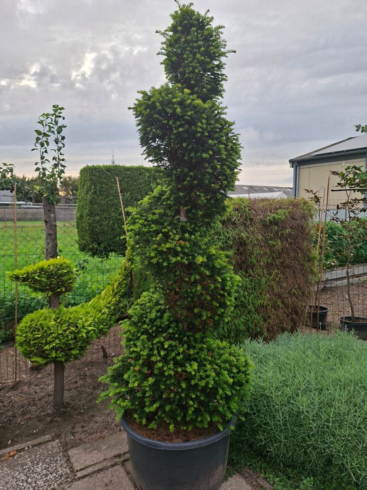 Taxus Spiraal Boom 180cm - Meerdere Beschikbaar, Ophalen, Bloeit niet, Vaste plant
