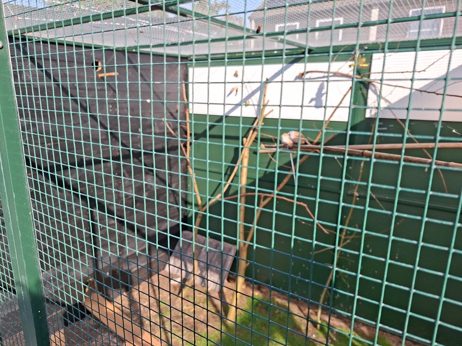 baardmannetjes, Dieren en Toebehoren