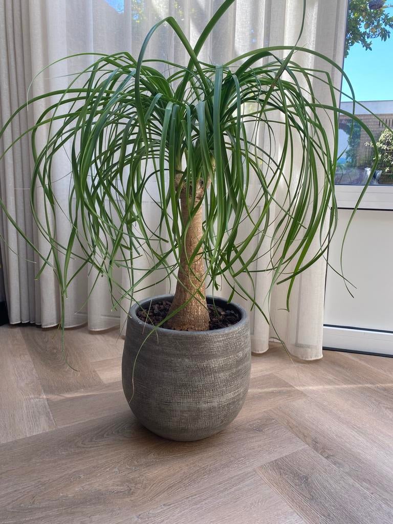 Plant met pot, Huis en Inrichting, Kamerplanten, Ophalen, Halfschaduw, Minder dan 100 cm