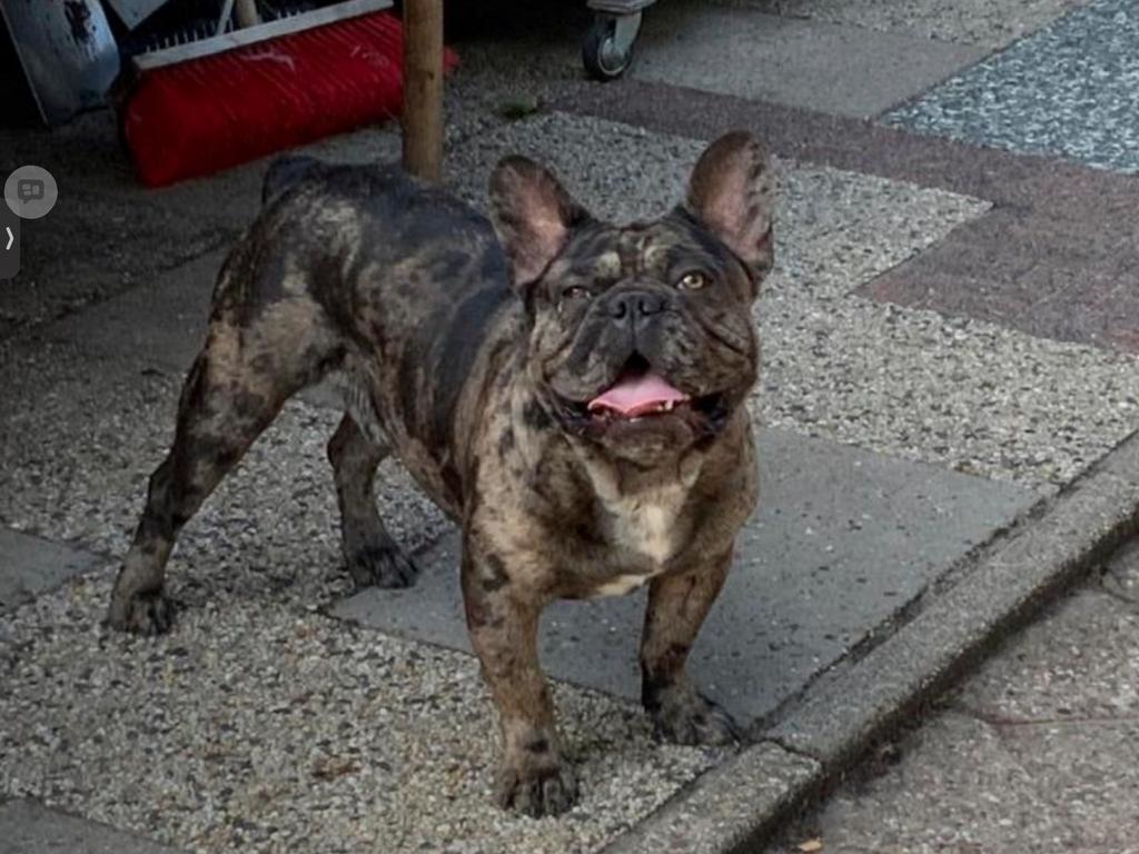 Franse bulldog choco merle gekeurd met stamboom, Dieren en Toebehoren, Parvo, Reu, Bulldog, Meerdere
