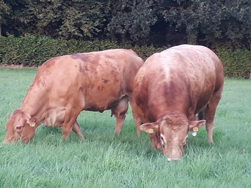 Limousin stamboek dekstieren, Dieren en Toebehoren, Runderen, Mannelijk