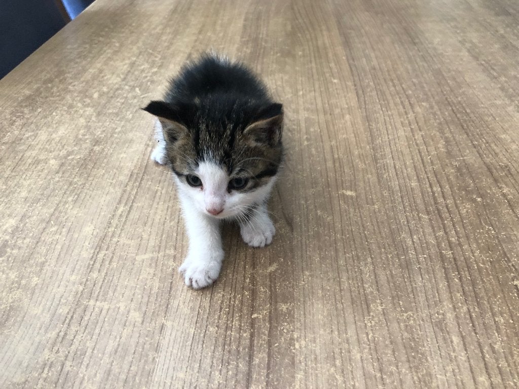 3 lieve kittens te koop