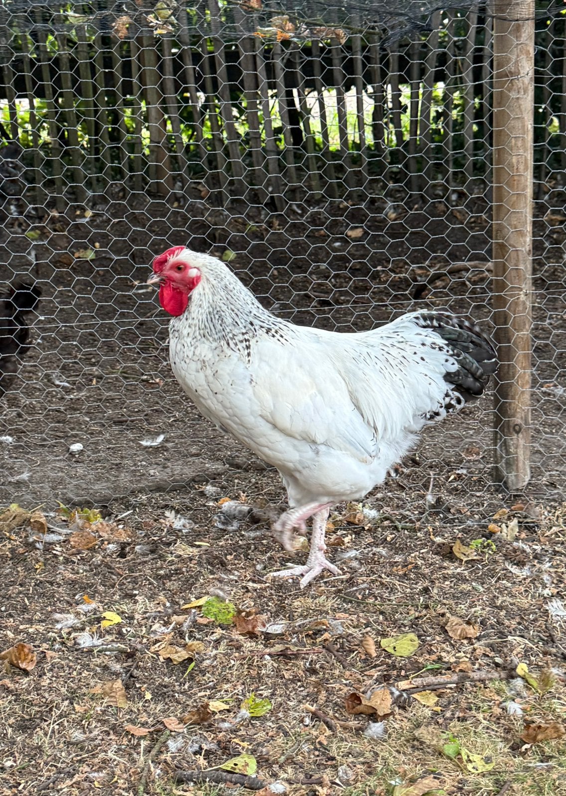 Wyandotte haan | maart 2026, Dieren en Toebehoren, Pluimvee, Mannelijk, Kip