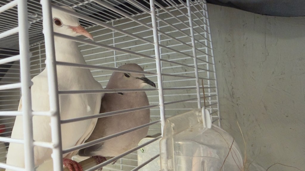 Tortels, Meerdere dieren, Overige soorten