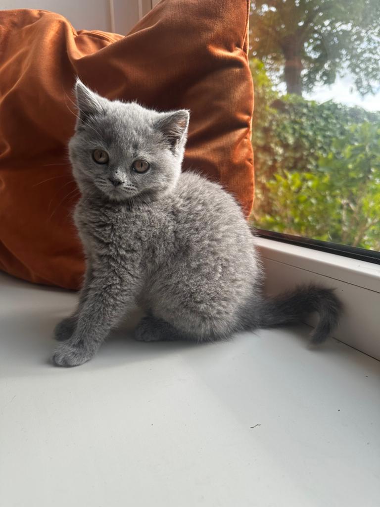 Twee lieve ❤️ prachtige britse korthaar kittens - poesjes, Poes, Ontwormd, 0 tot 2 jaar