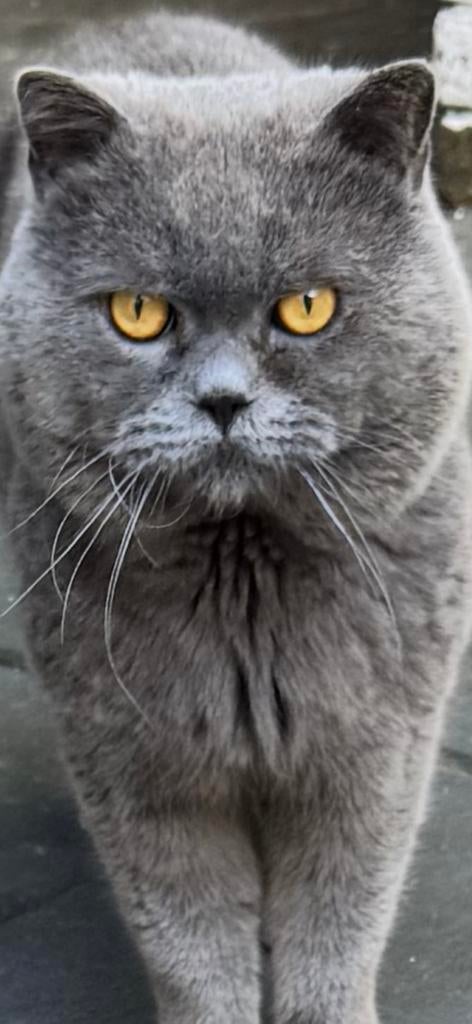 Exclusieve Dekkat – Ramo (Topkwaliteit), Kater