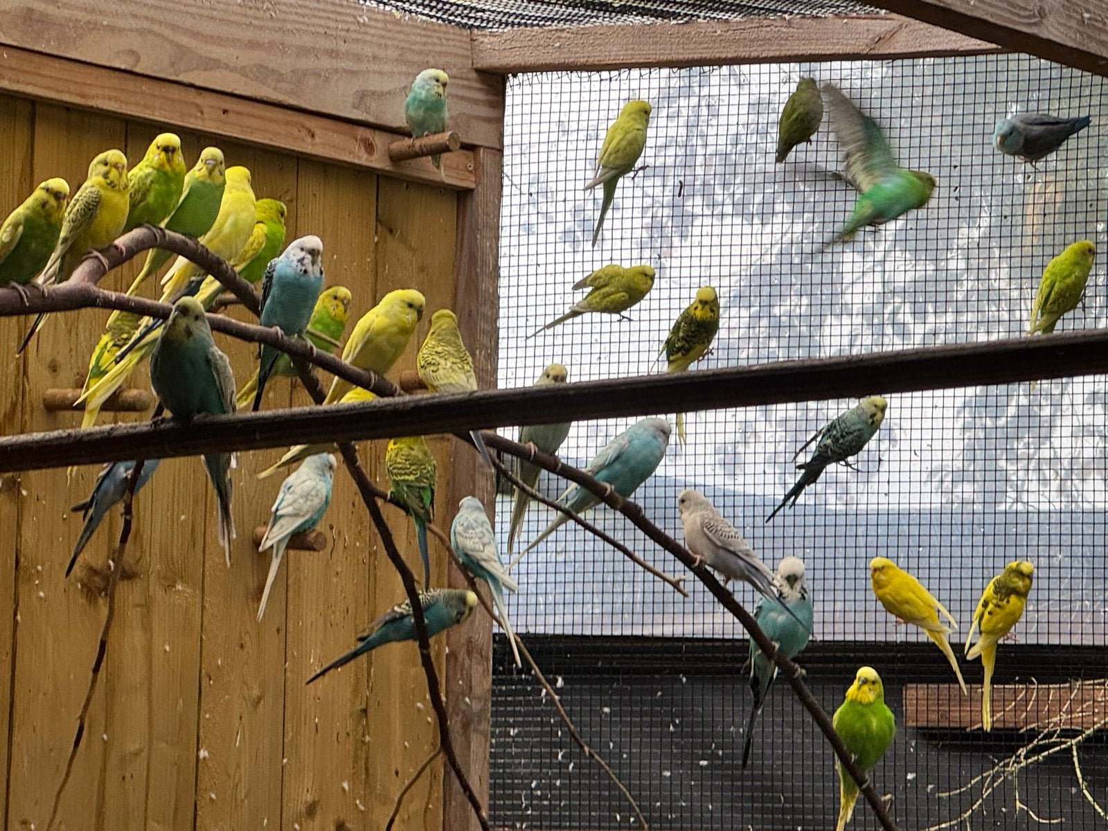 Grasparkietjes te koop, diverse kleuren, Meerdere dieren, Tropenvogel