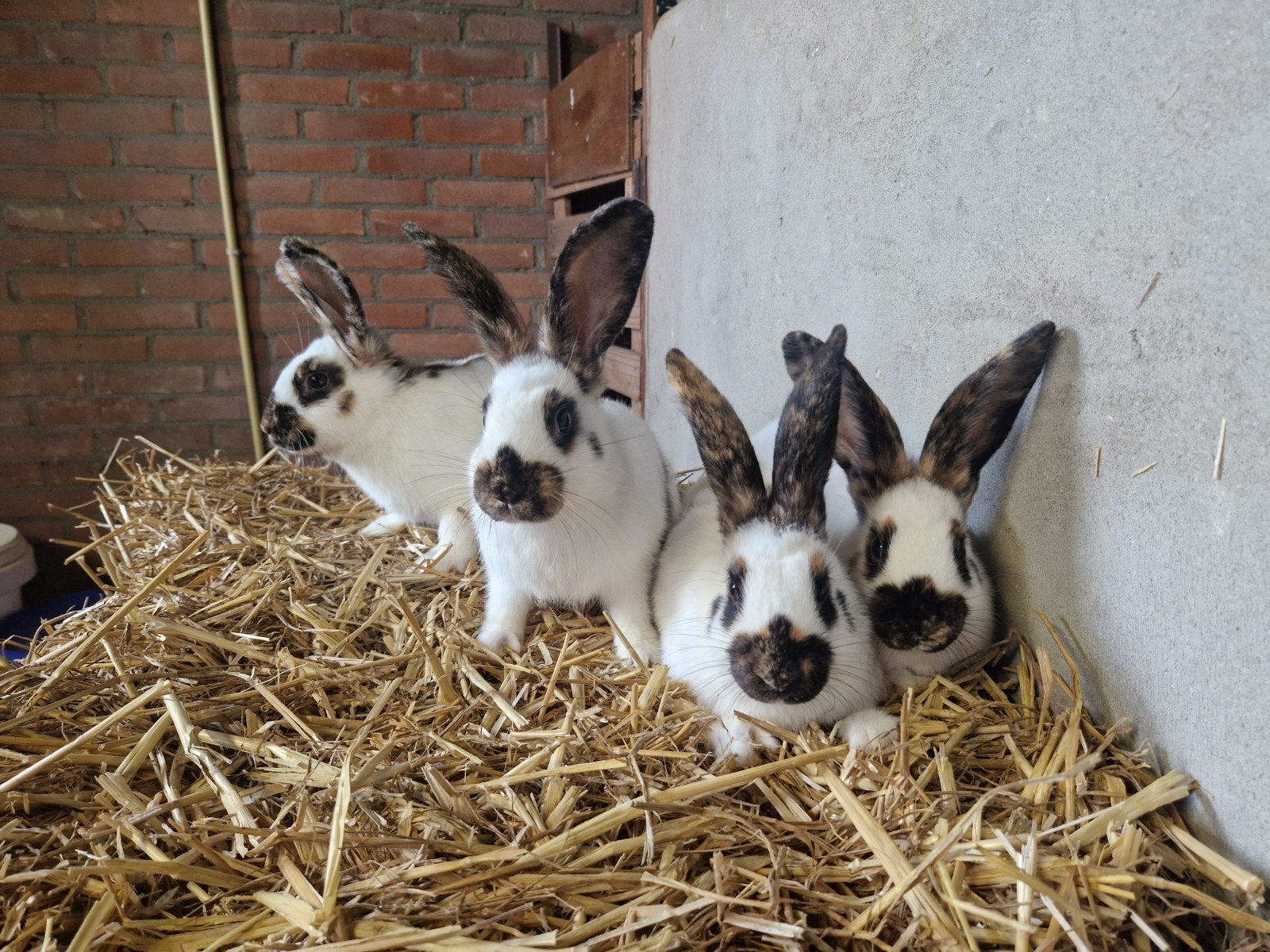 Rijnlander voedsters, Dieren en Toebehoren, Vrouwelijk, Middelgroot, 0 tot 2 jaar