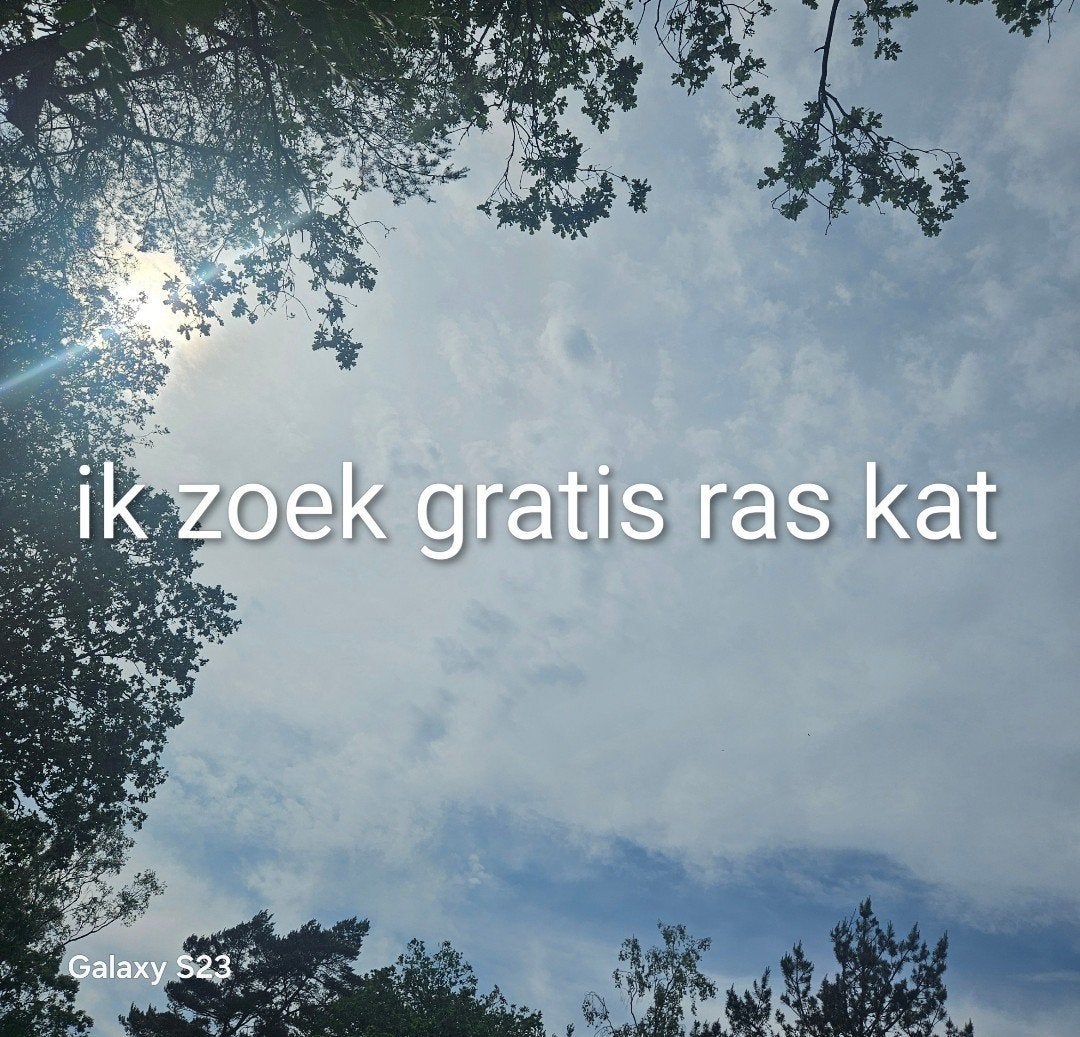 Gratis zoekt, Dieren en Toebehoren, Katten en Kittens | Overige Katten, Kater