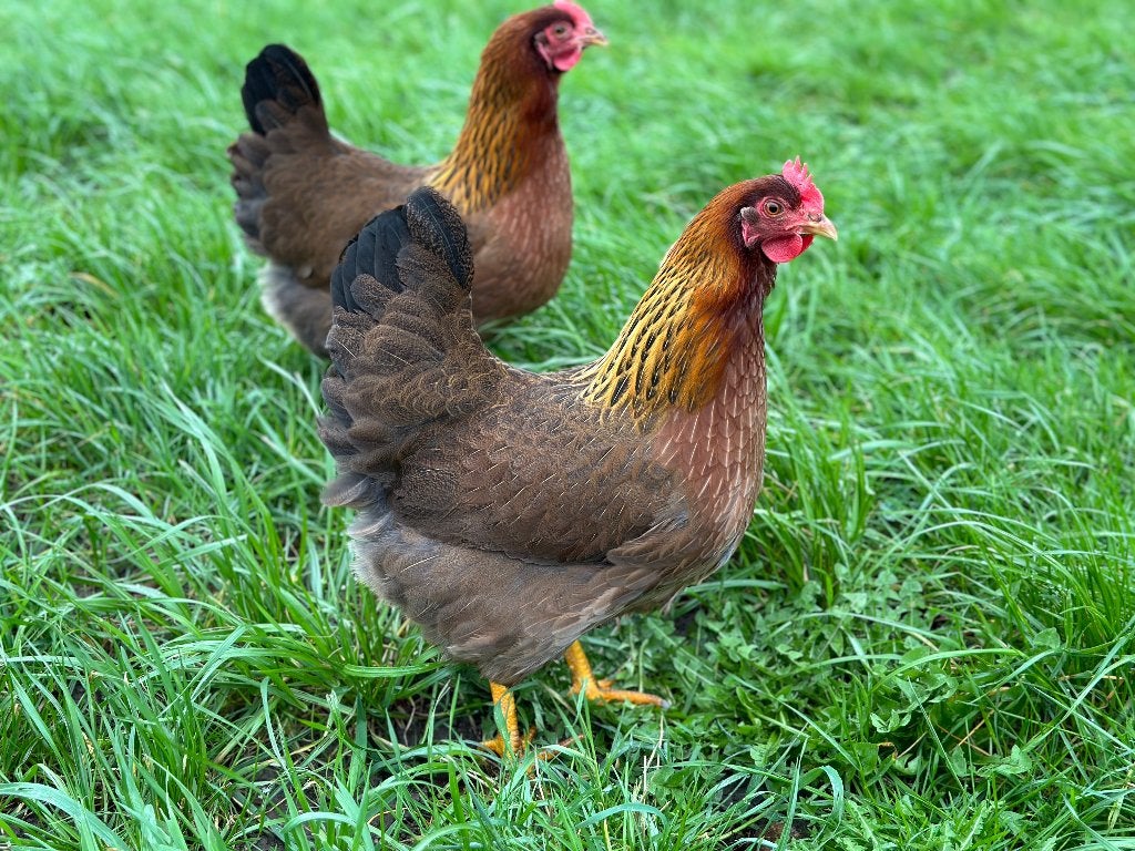 Jonge tamme Welsumer kippen gesekst en ingeënt, Dieren en Toebehoren, Pluimvee, Vrouwelijk, Kip