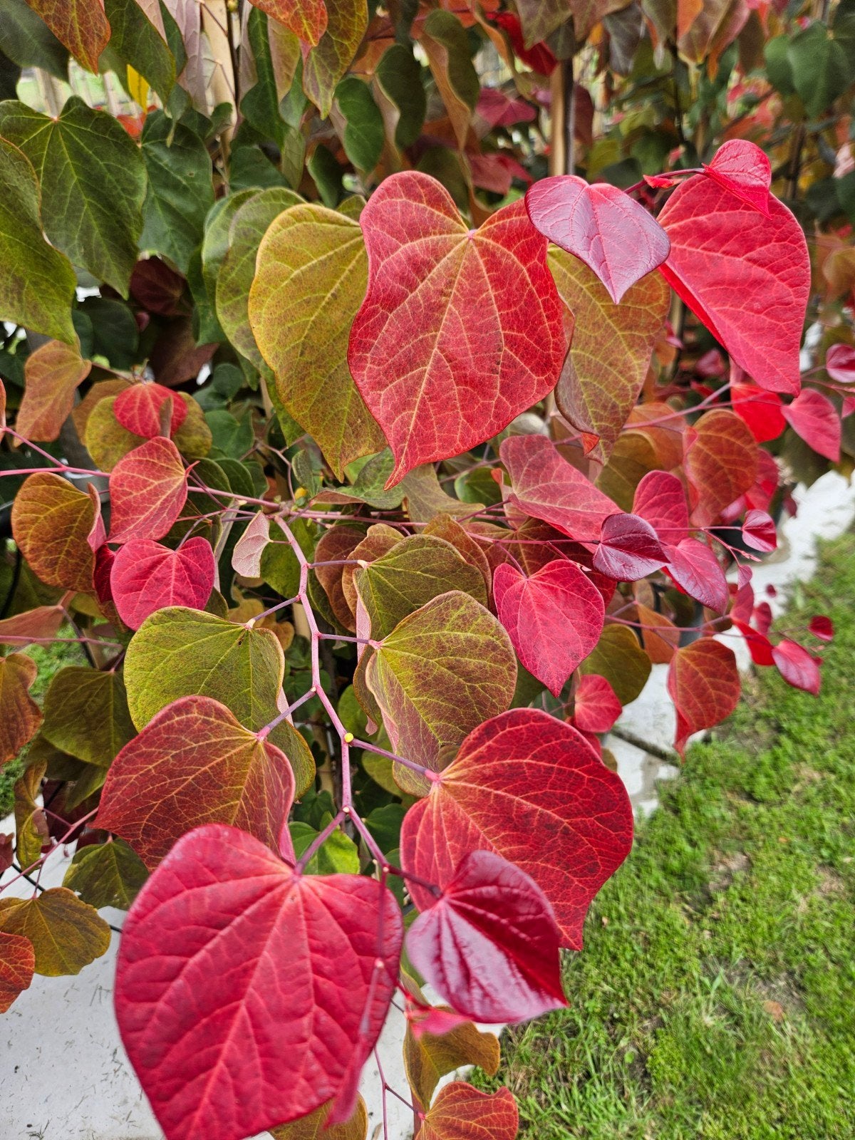 Cercis Canadensis 'JN100' Hearts A’fire PRAF / Nieuw ‼️‼️‼️, Tuin en Terras, Planten | Bomen, Lente, 250 tot 400 cm, Ophalen, Volle zon