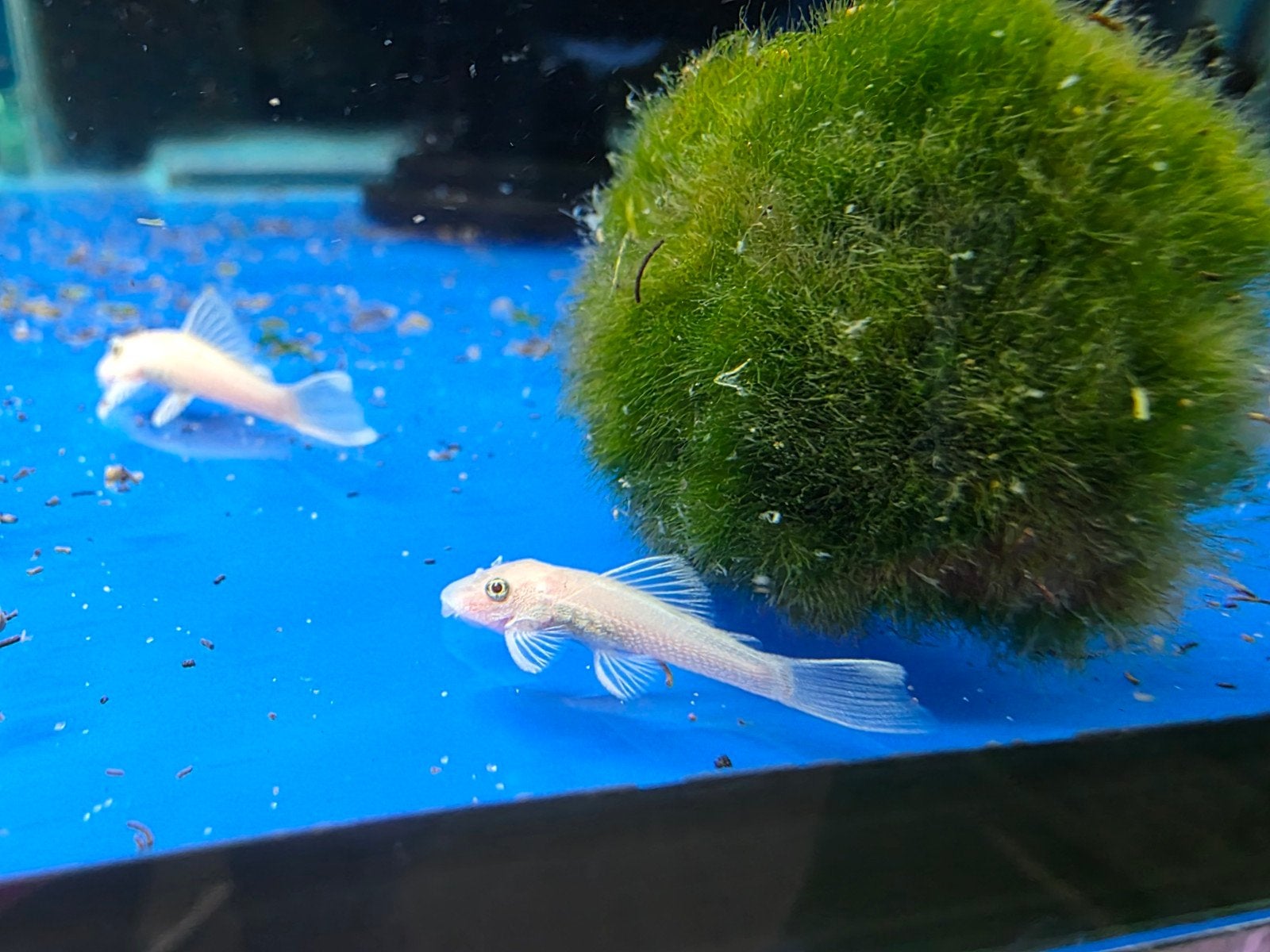 Snowwhite ancistrus, Dieren en Toebehoren, Vissen | Aquariumvissen, Vis