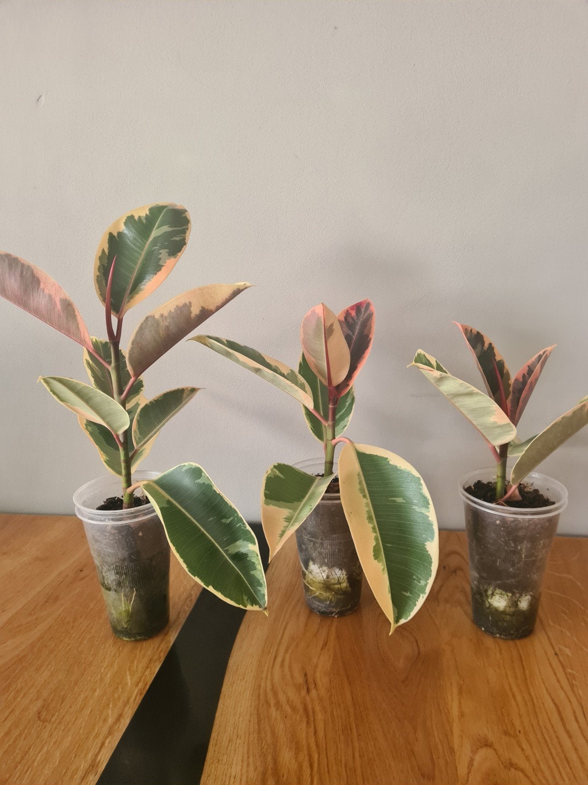 Ficus Elastica Tineke - Bontbladige Rubberplant stekjes, Ophalen of Verzenden