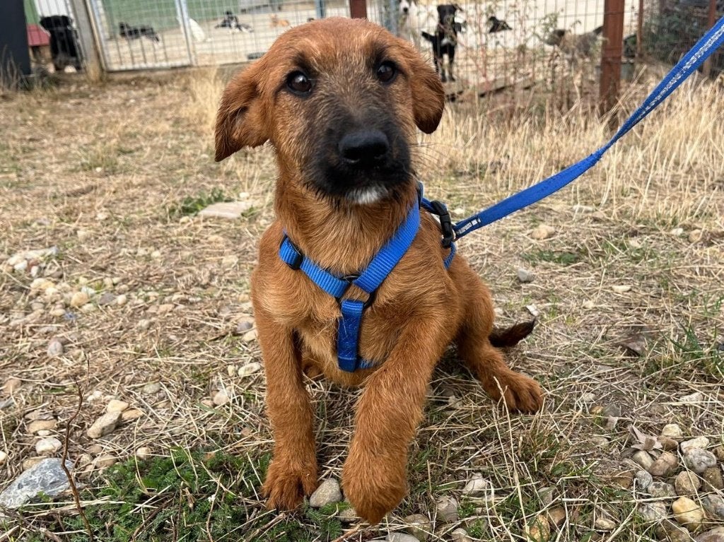 Hondje Pasha, een lieve, vrolijke en sociale pup, Particulier, 15 weken tot 1 jaar, Buitenland, Teef