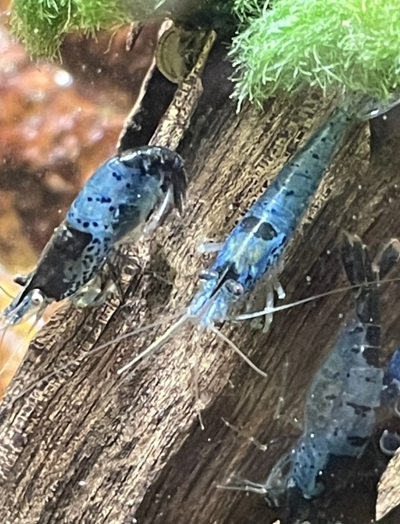 Rilli Blue-Black Sushi garnalen, Kreeft, Krab of Garnaal, Zoetwatervis, Schoolvis