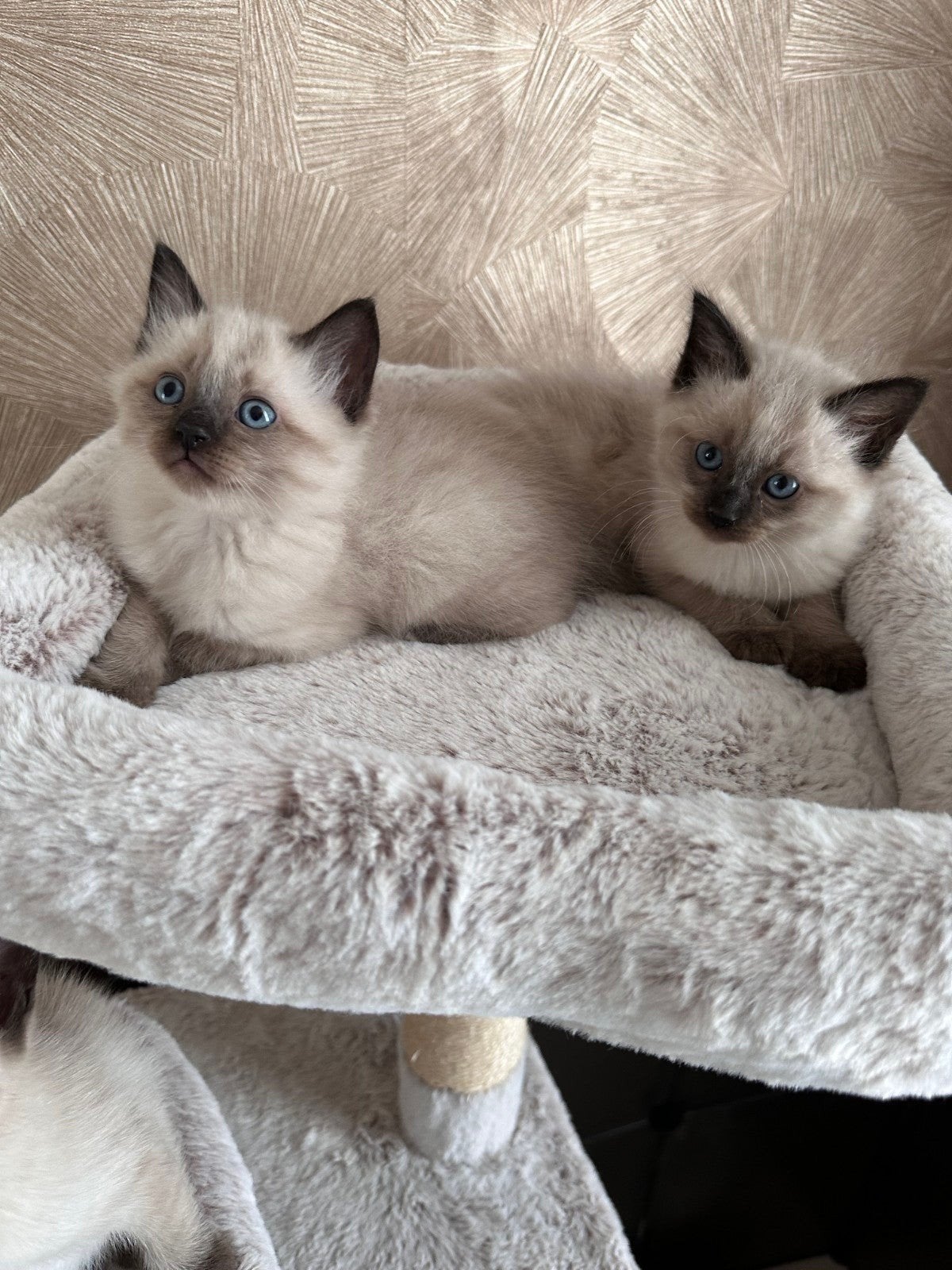 Ragdoll kittens, Meerdere dieren, Ontwormd, 0 tot 2 jaar