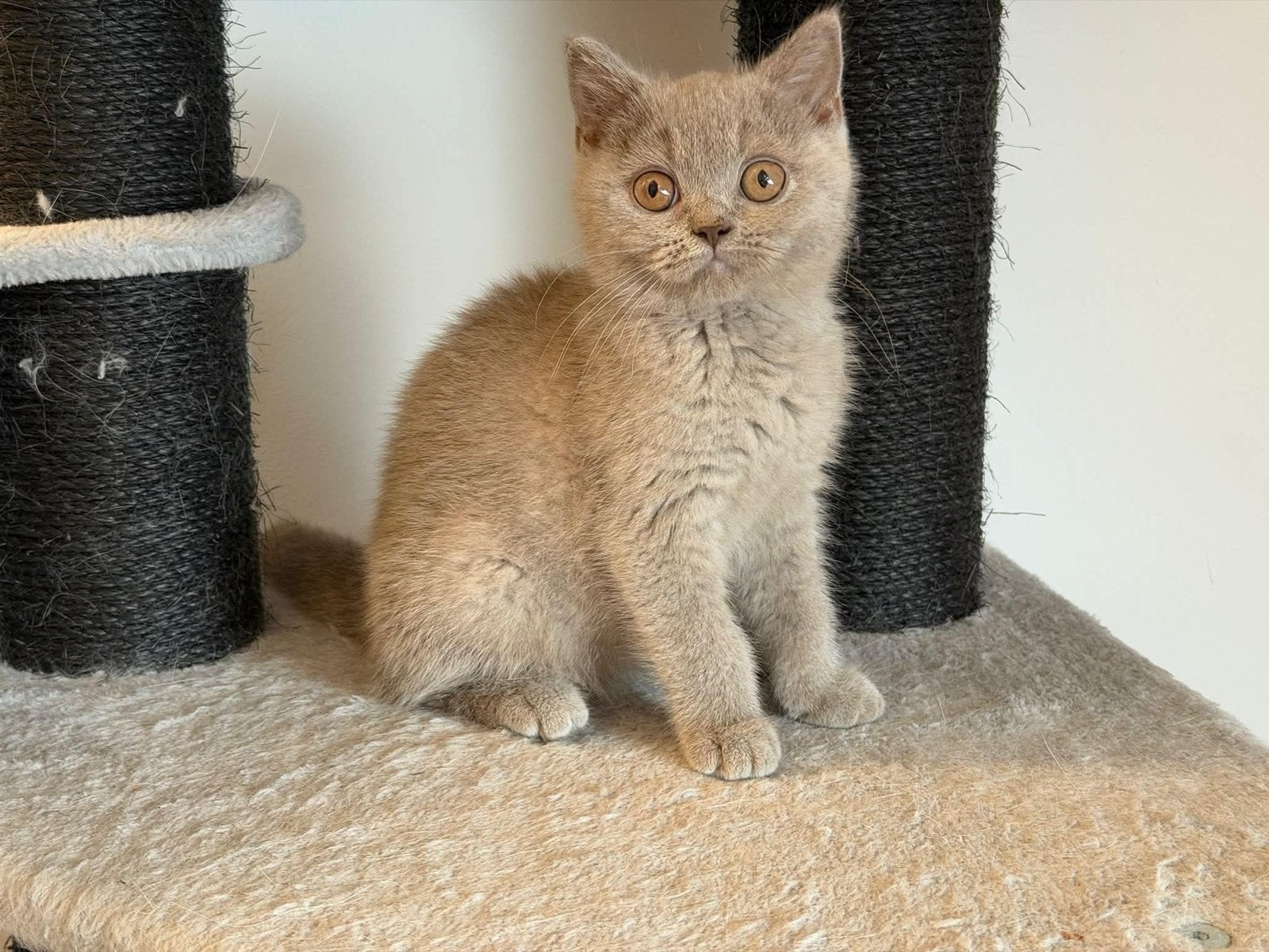Brits Britse korthaar kitten poesje, Dieren en Toebehoren, Poes, Gechipt, 0 tot 2 jaar