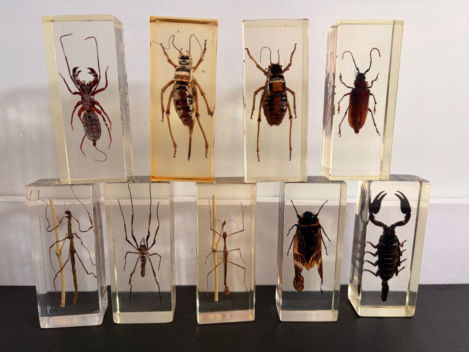 Insecten in hars, met boekje, Overige soorten