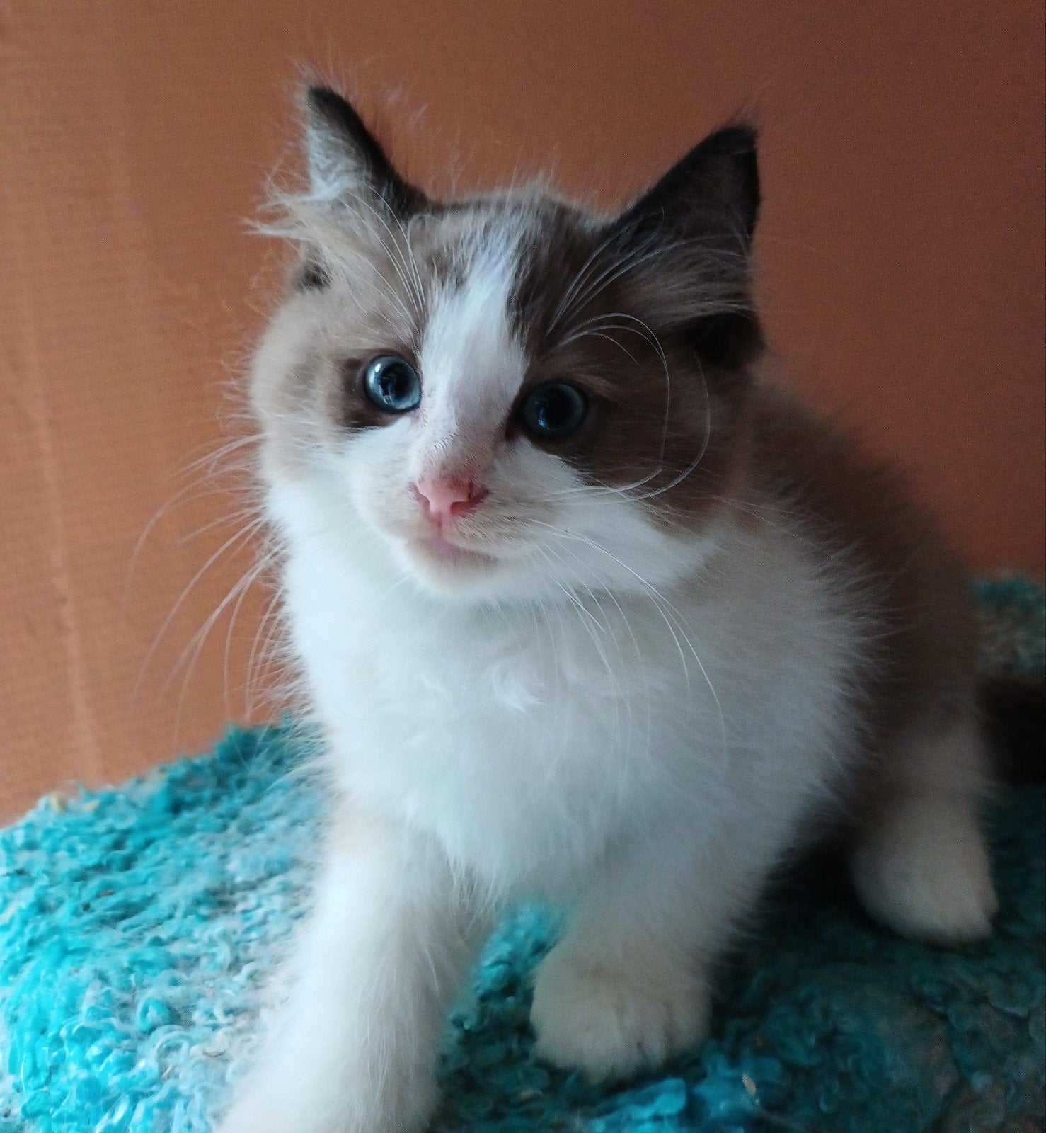 Ragdol kittens!!! + Stamboom geb 18 -7- 2026. En 15-7-2026, Meerdere dieren, Met stamboom, 0 tot 2 jaar