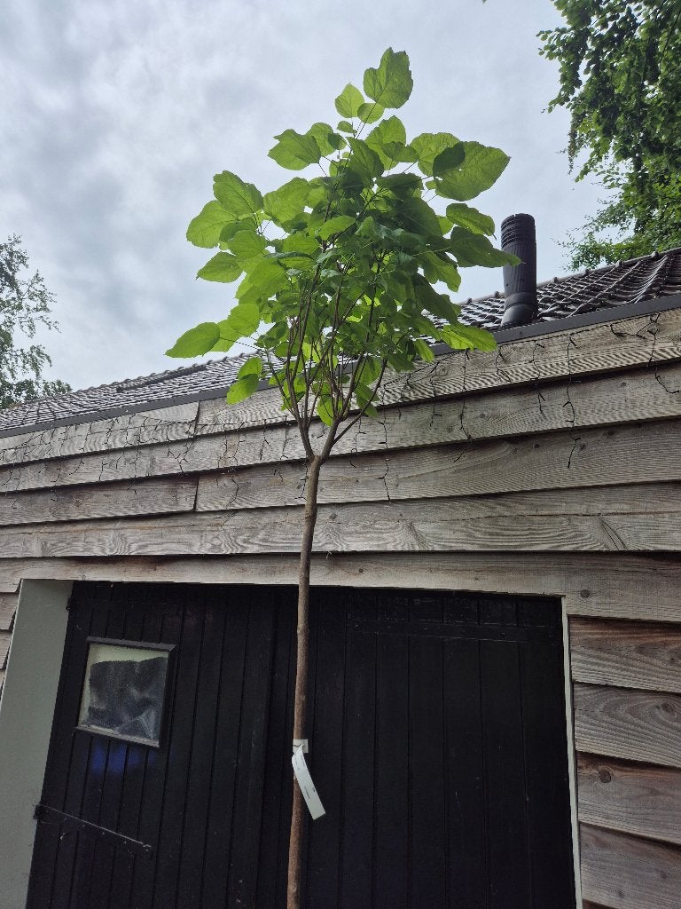 Catalpa bolboom stamhoogte ca. 200 cm., Tuin en Terras, Bloeit niet, Ophalen of Verzenden, 100 tot 250 cm, Volle zon