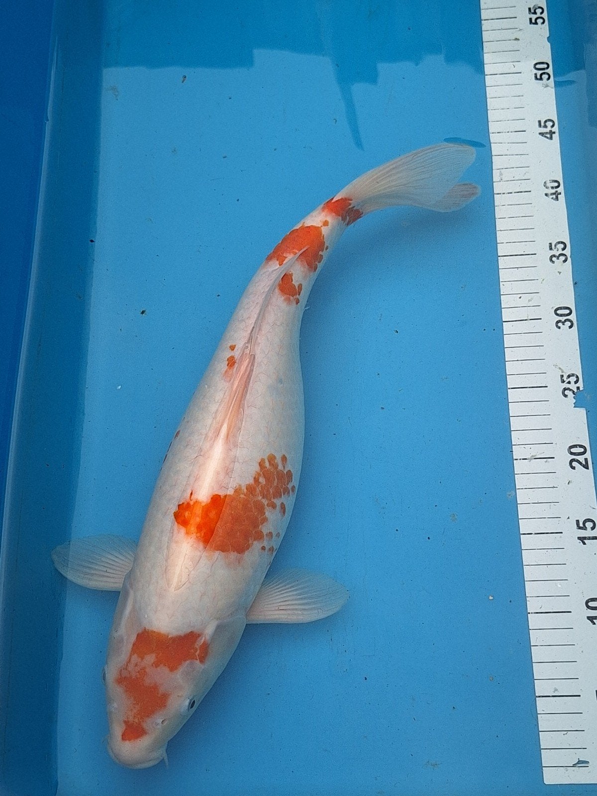 Koi karper, Dieren en Toebehoren, Karper of Koi