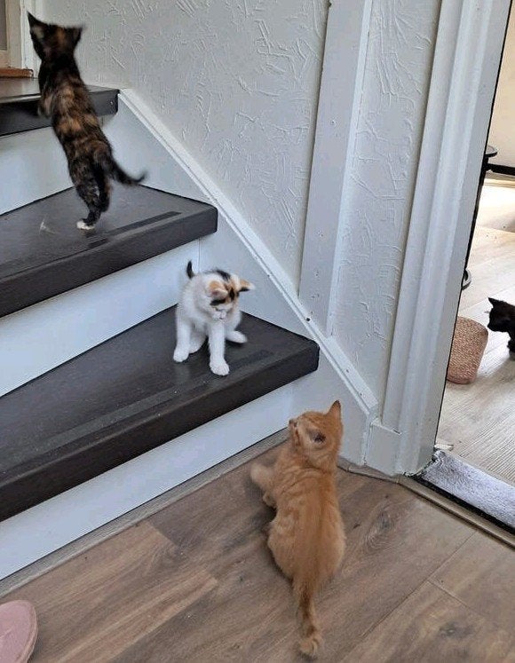 Kittens Europese korthaar, mogen zaterdag weg, Dieren en Toebehoren, Katten en Kittens | Overige Katten, Meerdere dieren, Kortharig