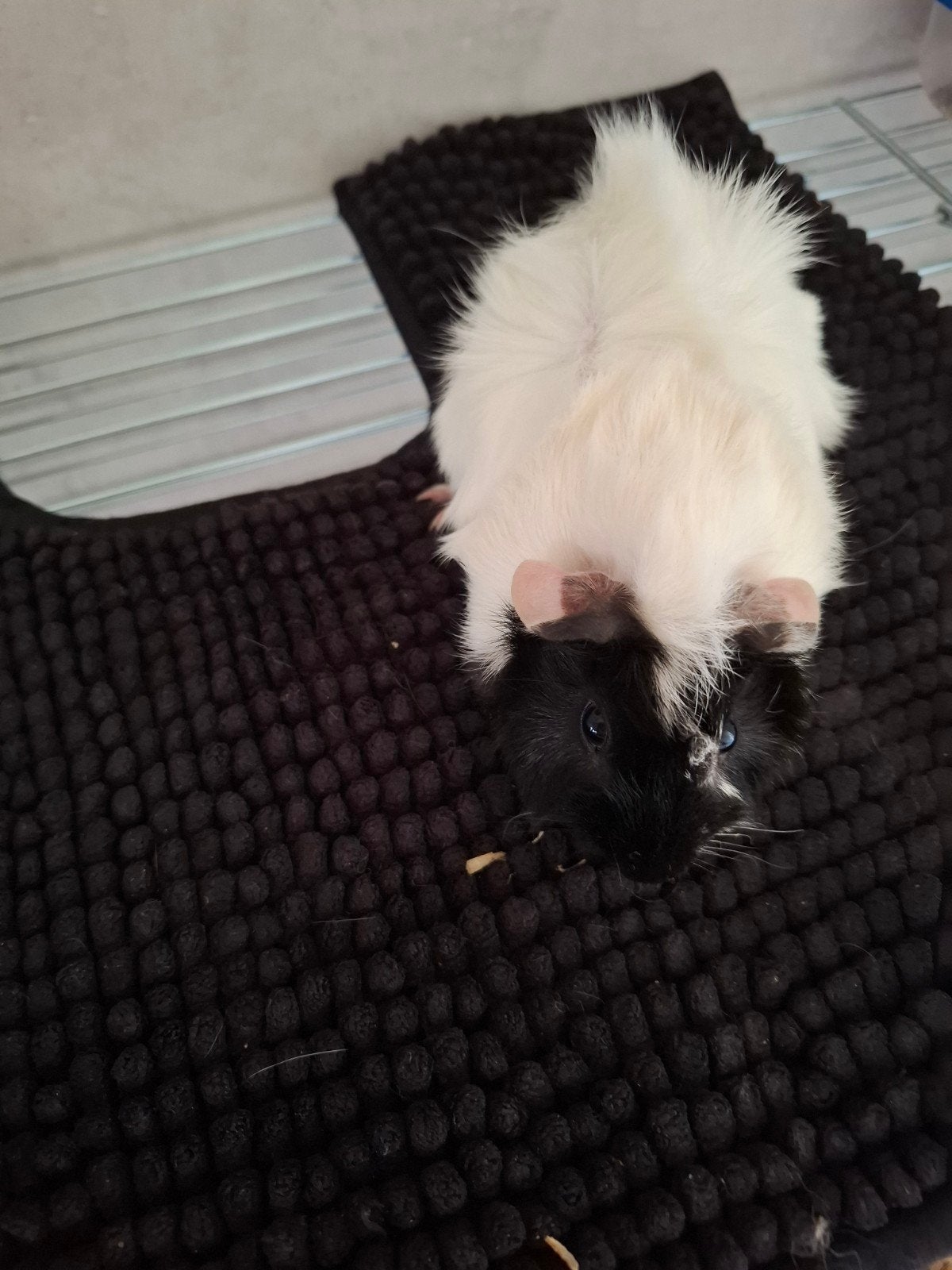 Mannetje cavia te koop., Februari, Mannelijk, Cavia