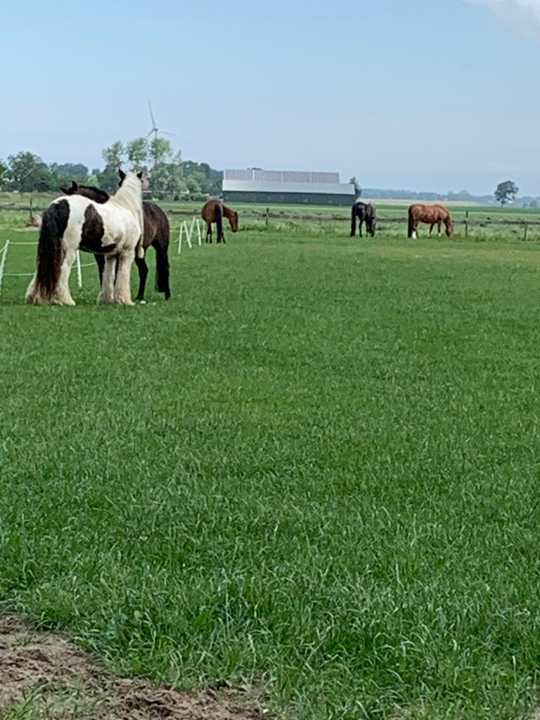 2 stallen vrij, Dieren en Toebehoren, Stalling en Weidegang, Stalling, Weidegang, Toebehoren, 2 of 3 paarden of pony's