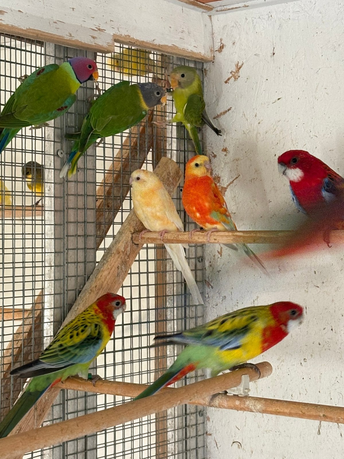 Zaterdagmorgen 12 september Hardenberg, Dieren en Toebehoren, Vogels | Parkieten en Papegaaien, Meerdere dieren, Parkiet