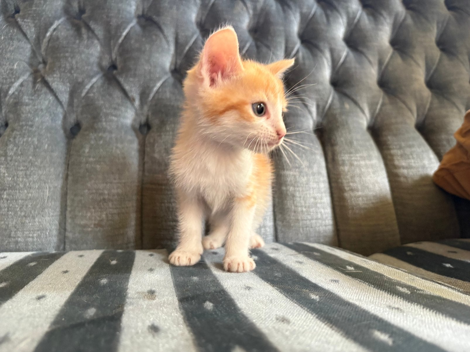 Lieve sociale europese korthaar kittens, Dieren en Toebehoren, Meerdere dieren
