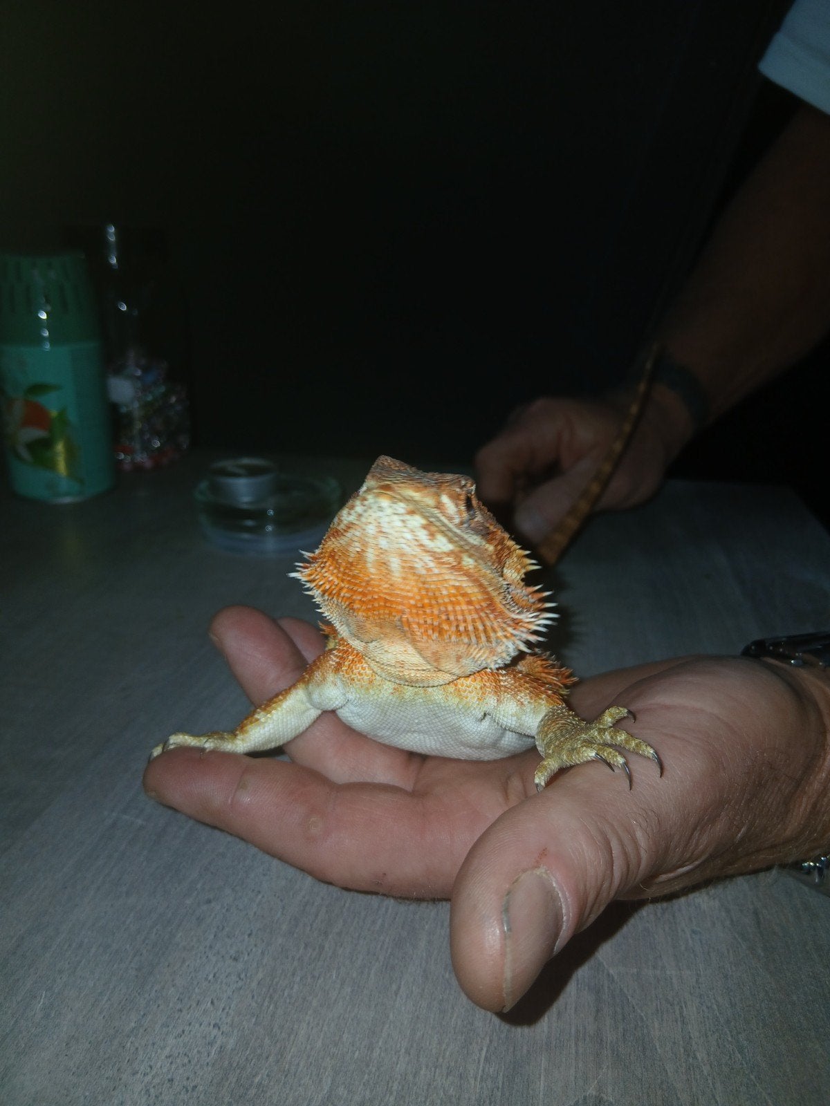 Baardagaam oranje Bearded Dragon photo 2