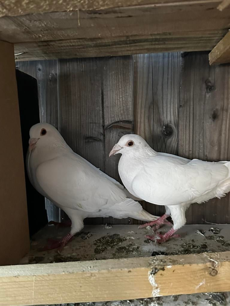 Koppel duiven, Dieren en Toebehoren, Vogels | Duiven, Meerdere dieren, Kropper