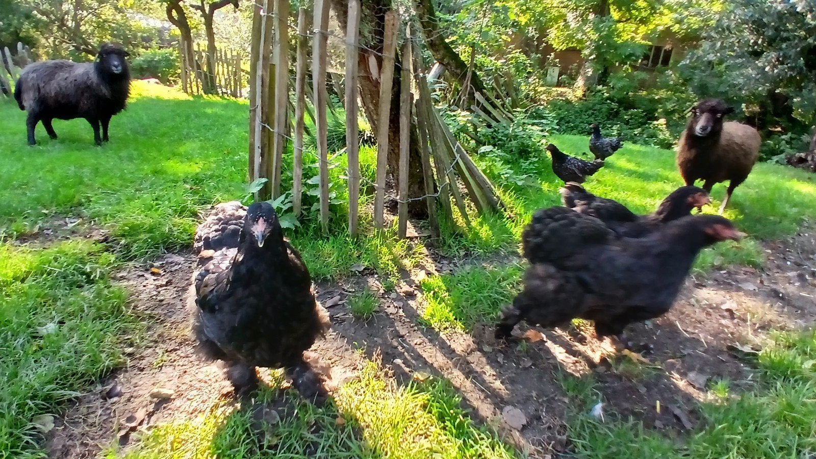 te koop Cochin kippen per trio, Dieren en Toebehoren, Meerdere dieren, Kip
