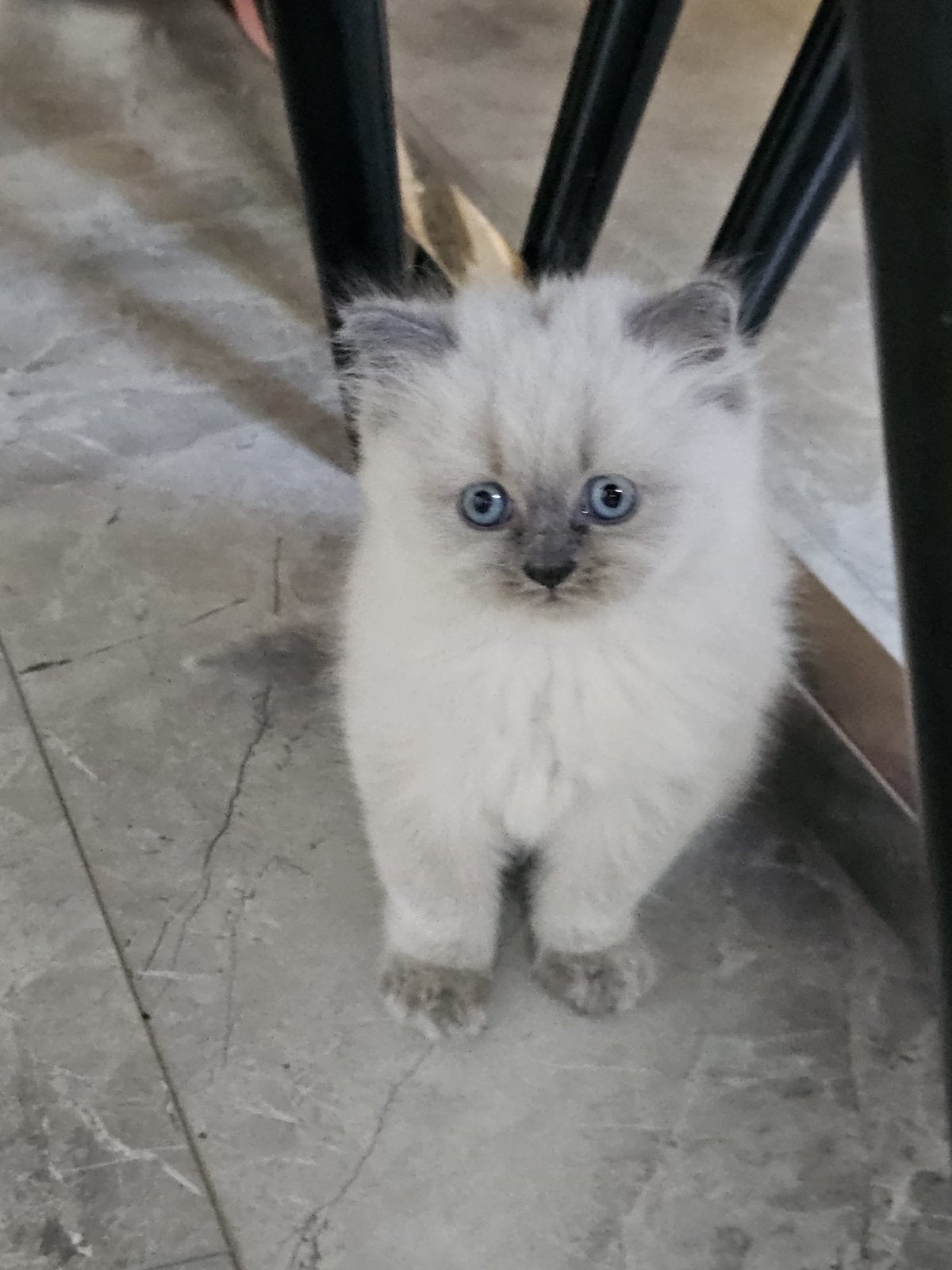 Perzisch / Ragdoll, Dieren en Toebehoren, Meerdere dieren, Langharig, 0 tot 2 jaar