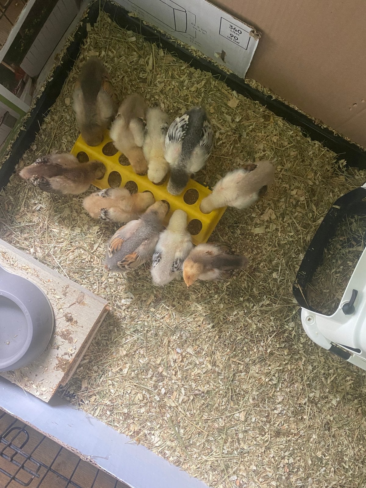 Brahma kuikens, Dieren en Toebehoren, Pluimvee, Geslacht onbekend, Kip