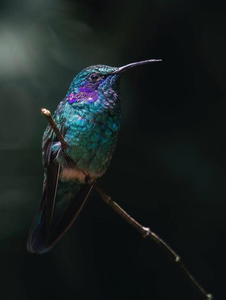 Gezocht Overleden vogels taxidermy, Ophalen of Verzenden, Nieuw, Vogel, Opgezet dier