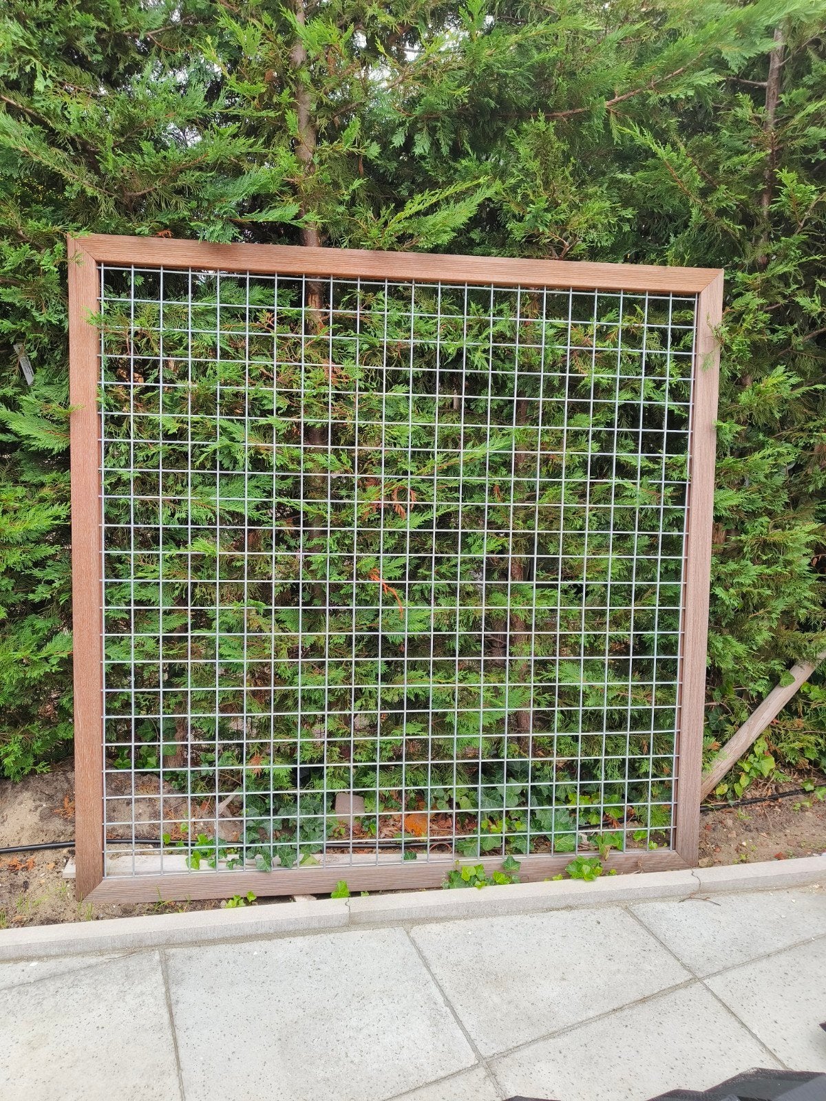 Houten tuinscherm/ trellis 1.80 x 1.80 cm NIEUW, Ophalen, 150 tot 200 cm, Nieuw, 150 tot 200 cm