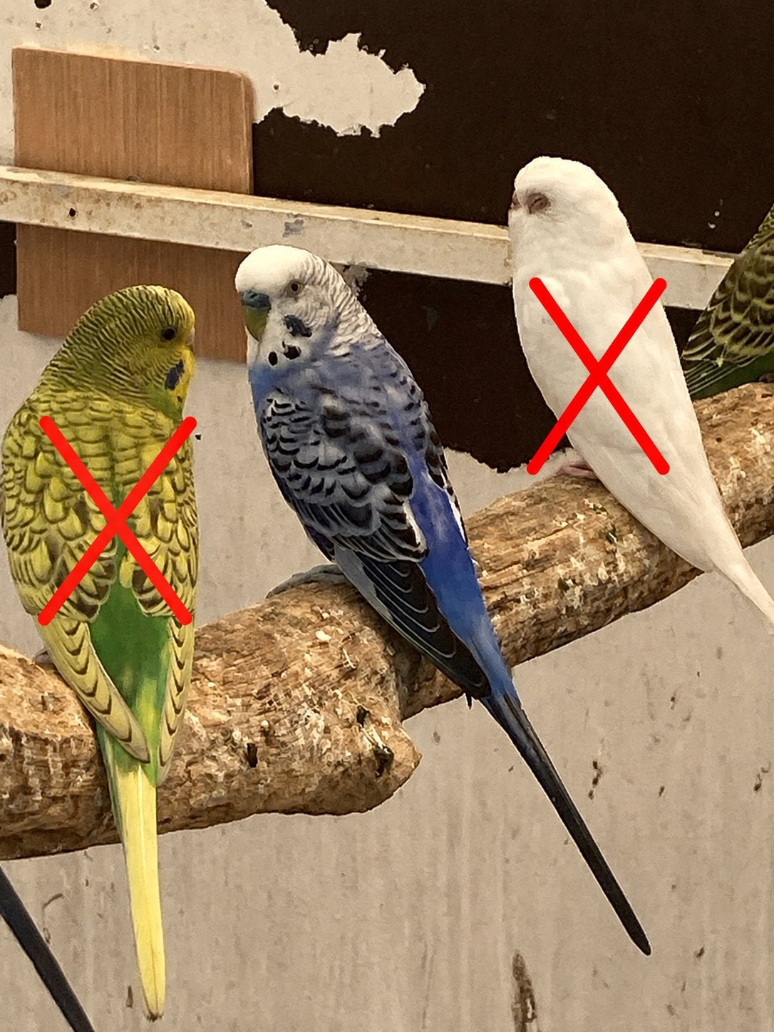 Grasparkiet (Mannetje), Dieren en Toebehoren, Mannelijk, Parkiet