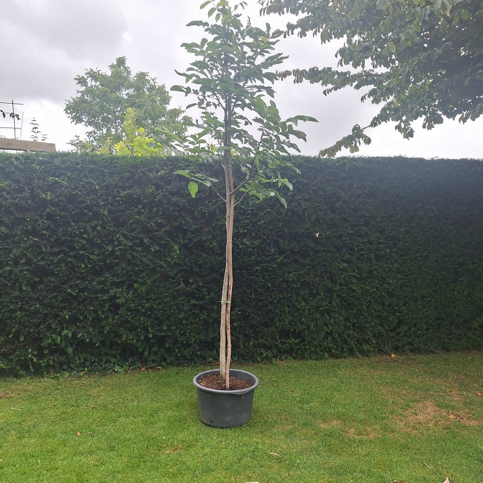Juglans (Walnootboom) 300 cm, Tuin en Terras, Planten | Bomen, Overige soorten, Lente, 250 tot 400 cm, Ophalen