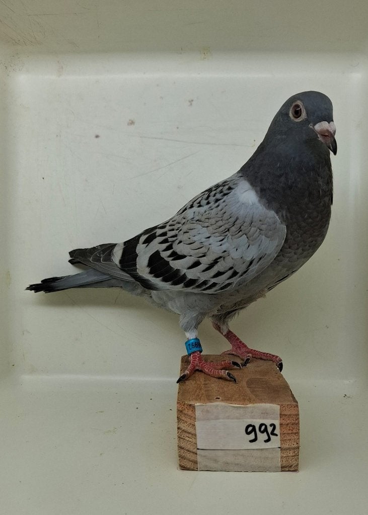 Te koop jonge duif uit "Thunder" (992), Dieren en Toebehoren, Vogels | Duiven, Geslacht onbekend, Postduif