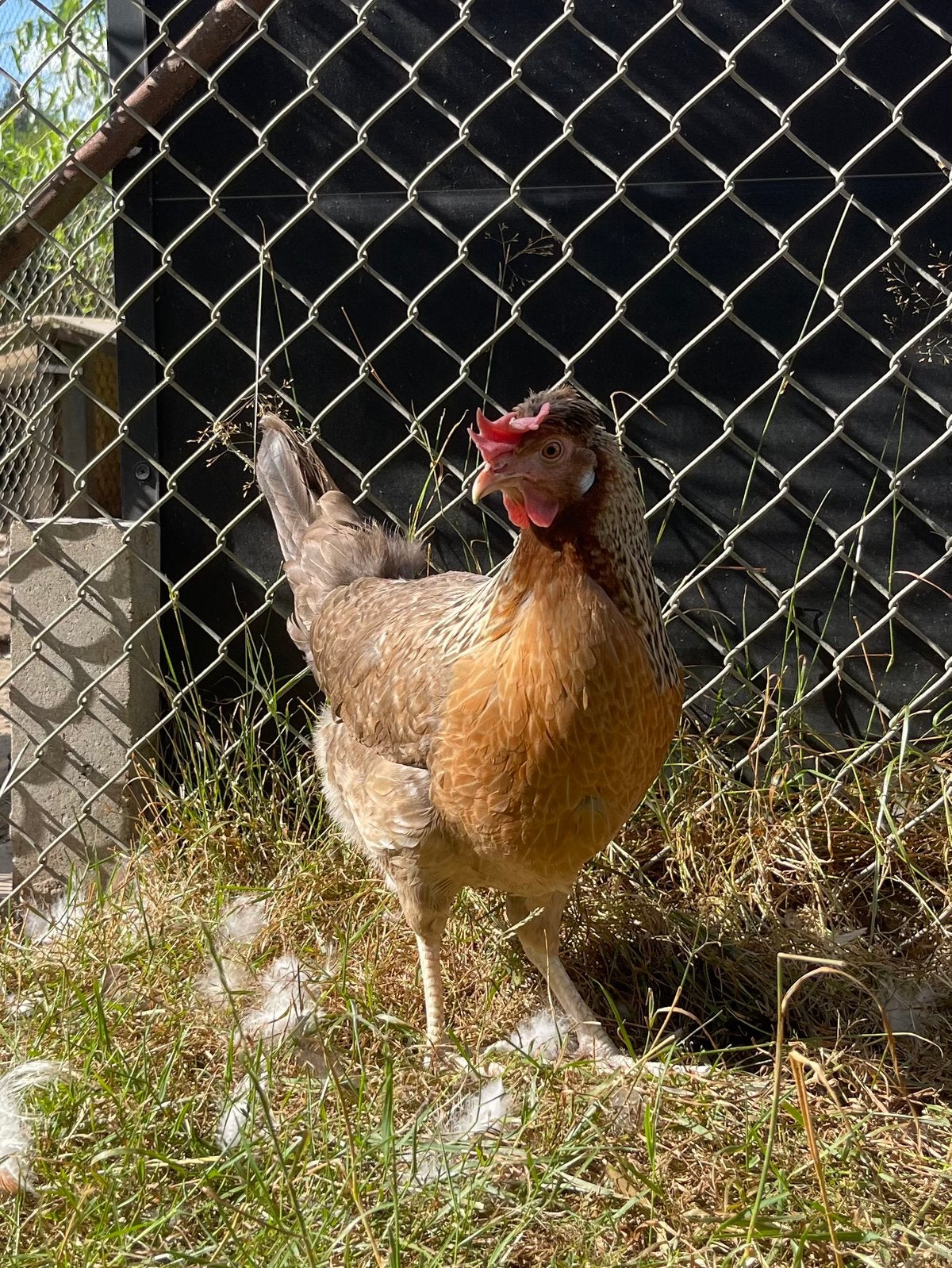 Cream legbar jonge hen, Vrouwelijk, Kip