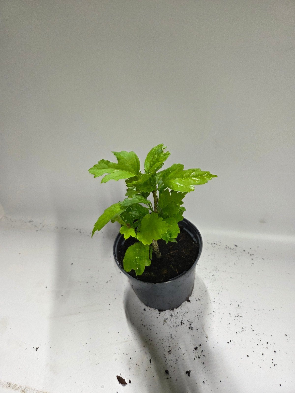 Hibiscus te koop, Tuin en Terras, Planten | Struiken en Hagen, Ophalen, Overige soorten, Struik