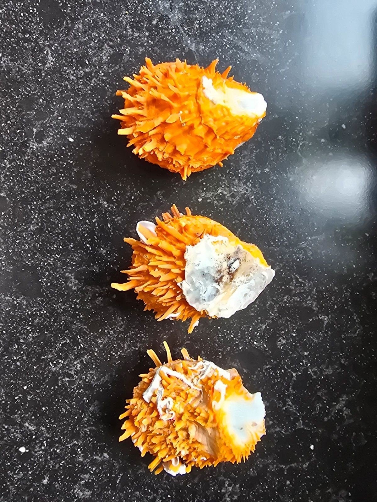 Mooie oranje Spondylus schelpen
Zijn nu 2,50 per stuk
Opstur, Ophalen of Verzenden, Schelp(en)