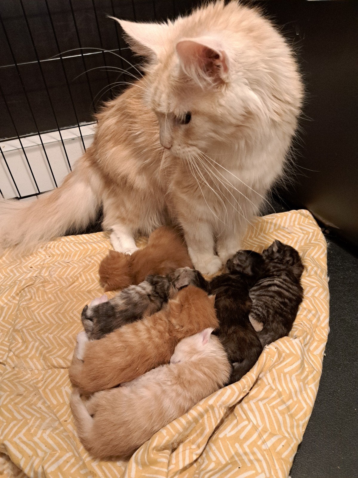 Maine coon kitten, Kater