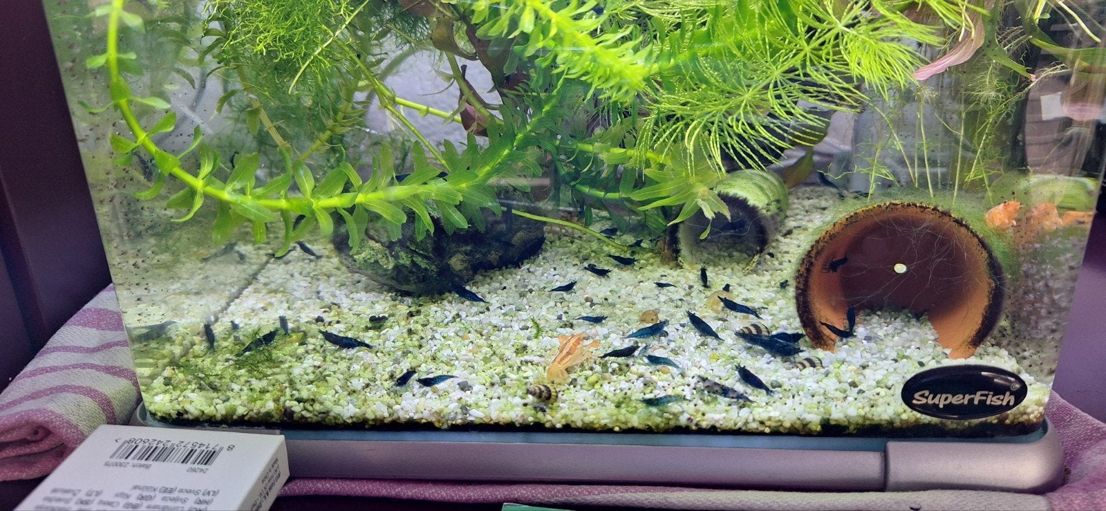 blue diamond garnalen, Kreeft, Krab of Garnaal, Zoetwatervis, Schoolvis