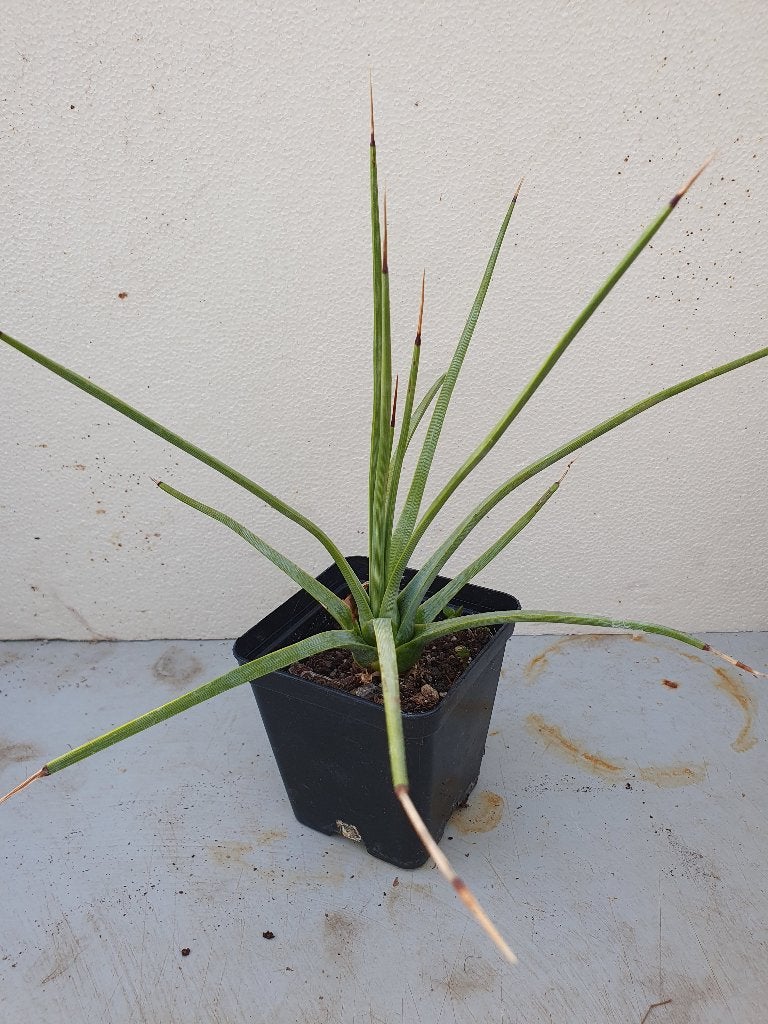 Agave stricta (2), Ophalen of Verzenden, Bloeit niet, Overige soorten, Volle zon
