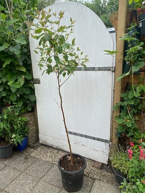 regenboog eucalyptus, Ophalen, Volle zon, Overige soorten, 100 tot 250 cm