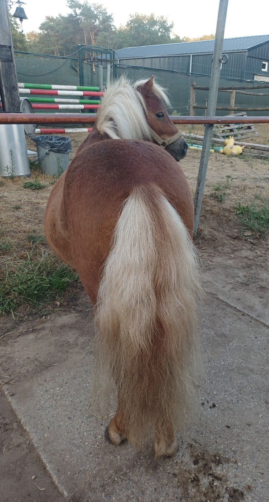 Foto 21 van 2 brave shetlander ruintjes! 🩵🩵 2 jaar oud
