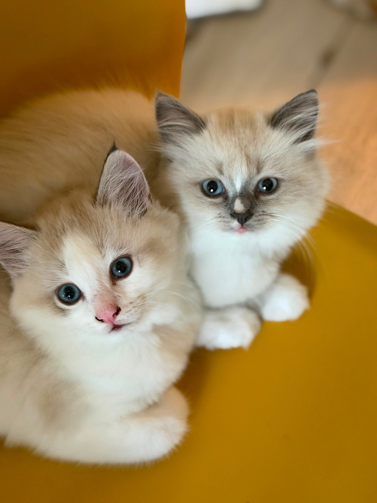 Nog 2 prachtige Ragdoll kittens, Dieren en Toebehoren, Katten en Kittens | Raskatten | Langhaar, Poes, 0 tot 2 jaar